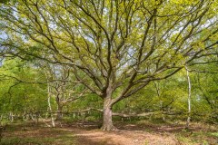 North Cliffe Wood