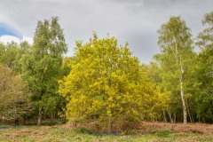 North Cliffe Wood