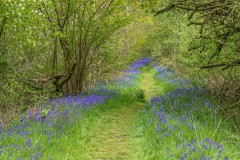 North Cliffe Wood, bluebell