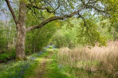 North Cliffe Wood, bluebell