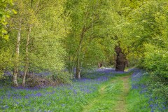 North Cliffe Wood, bluebell