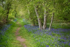 North Cliffe Wood, bluebell