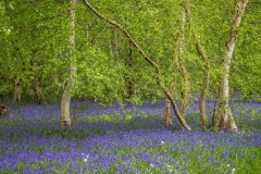 North Cliffe Wood, bluebell