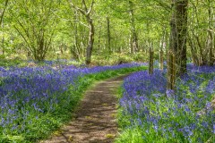 North Cliffe Wood, bluebell
