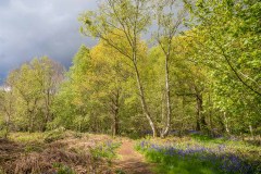 North Cliffe Wood, bluebell