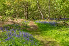 North Cliffe Wood, bluebell