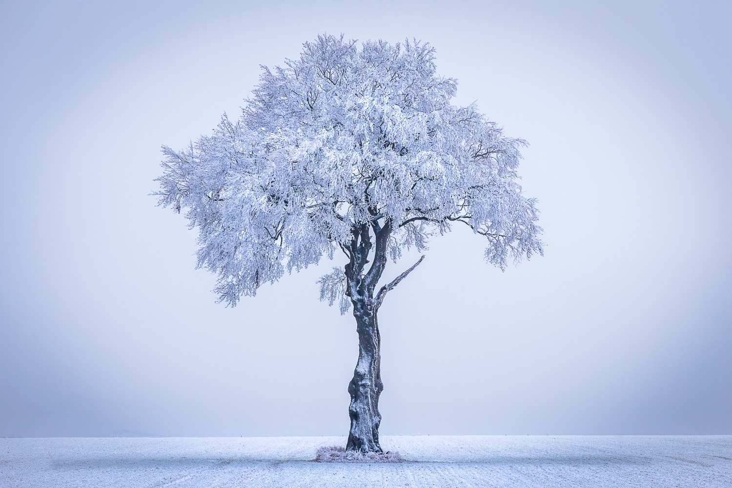 Tree, hoar frost