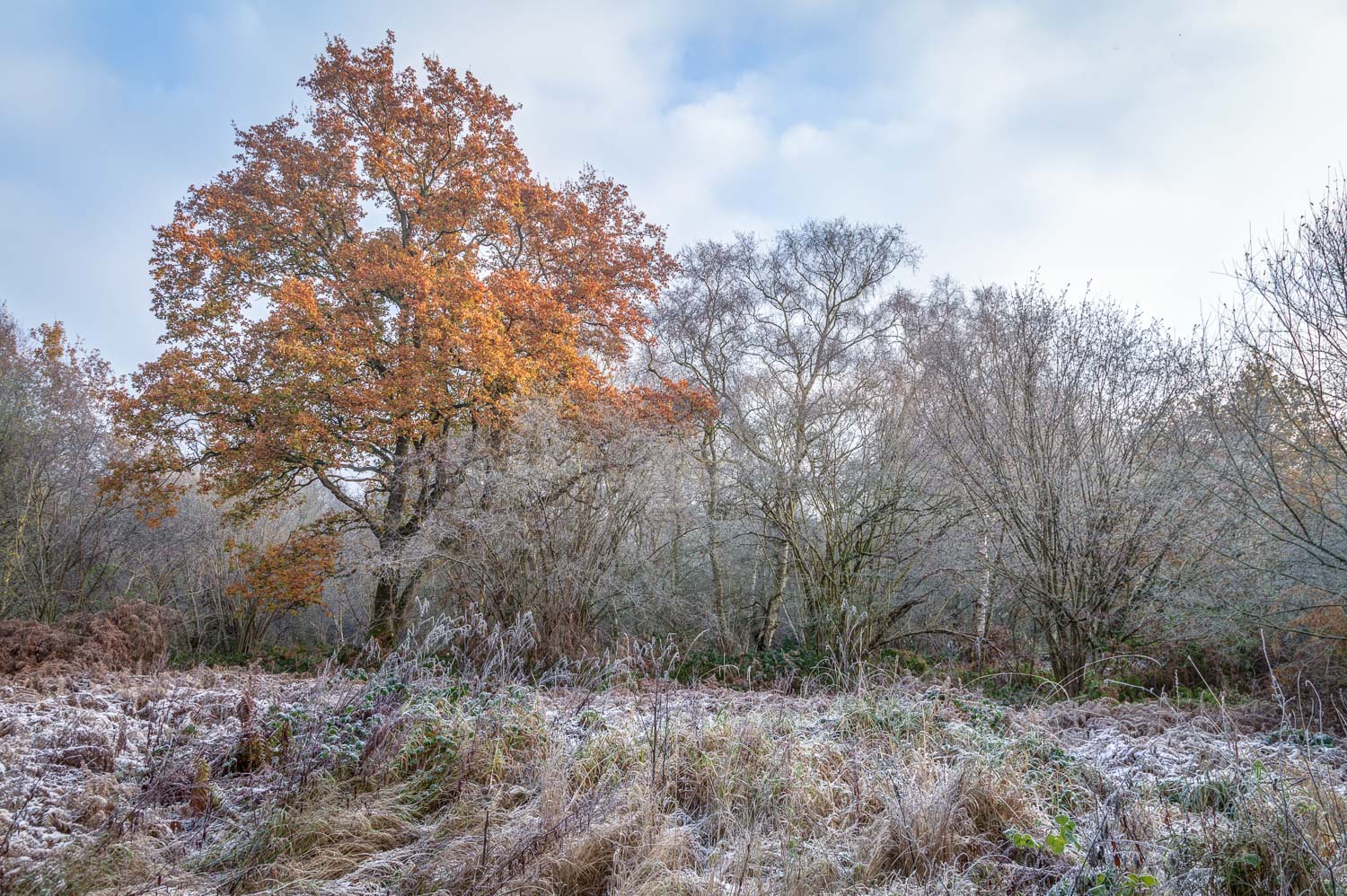 North Cliffe Wood, frost