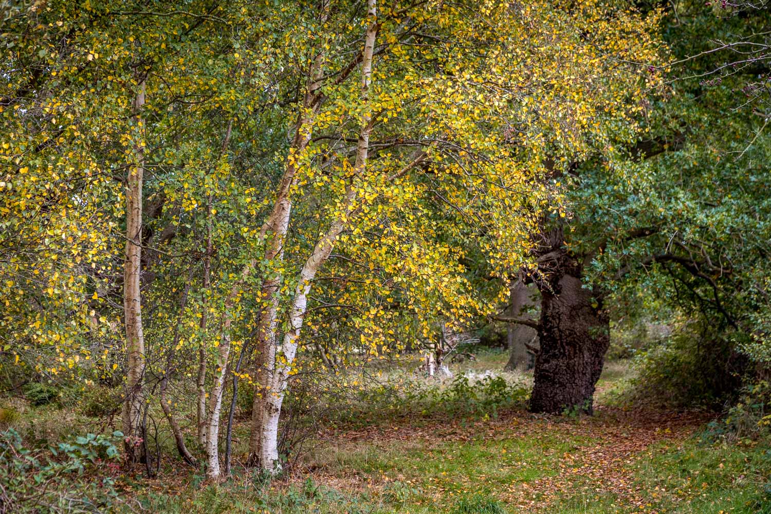 North Cliffe Wood, autumn
