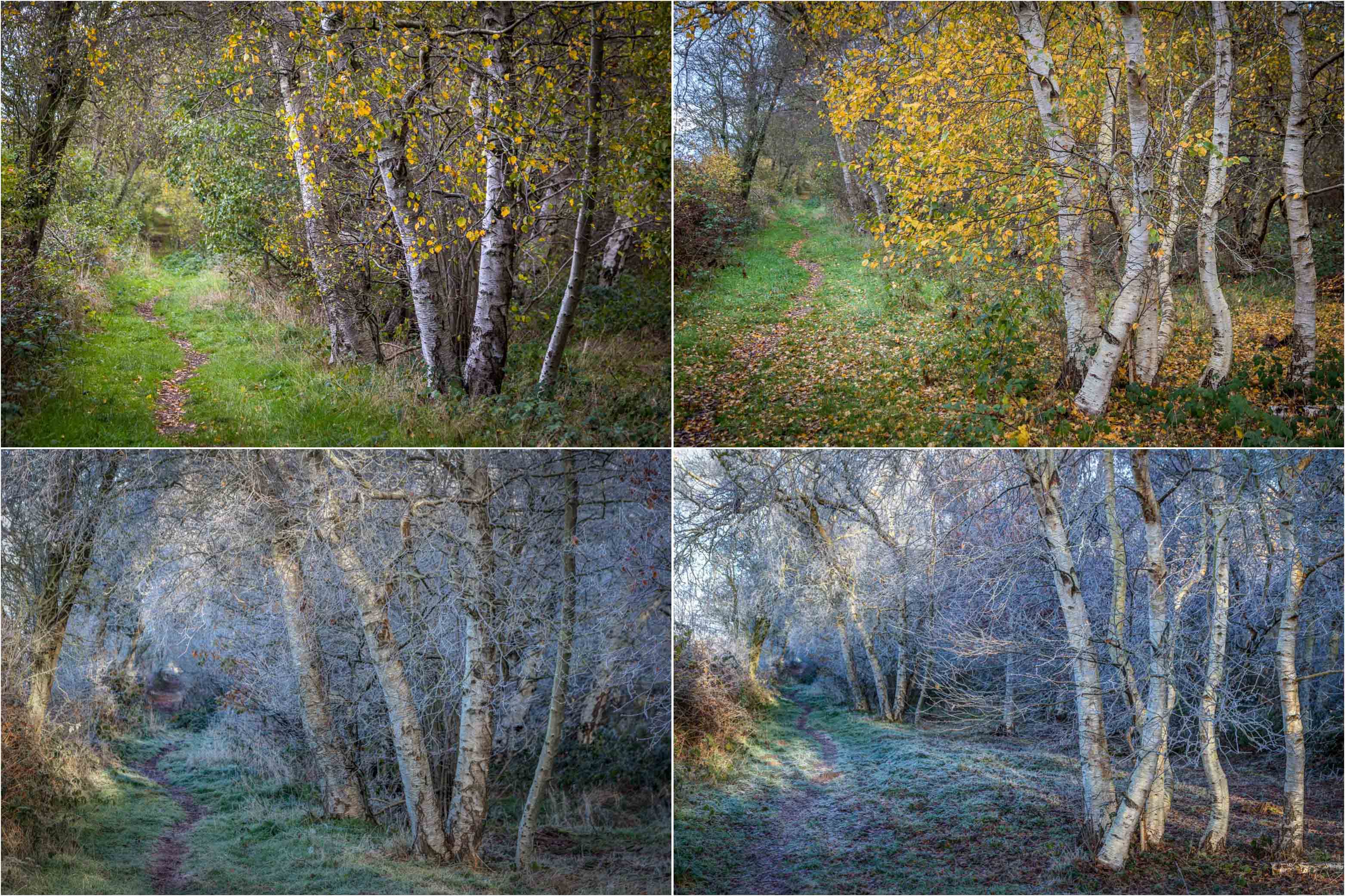 North Cliffe Wood, autumn, winter