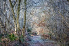 North Cliffe Wood