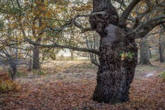 North Cliffe Wood, oak