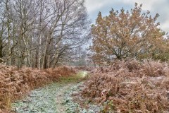 North Cliffe Wood