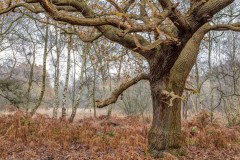 North Cliffe Wood