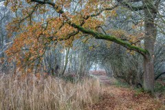North Cliffe Wood