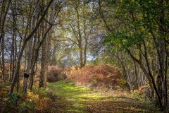 North Cliffe Wood