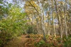 North Cliffe Wood