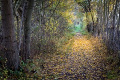 North Cliffe Wood