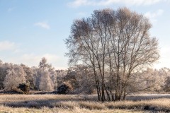 North Cliffe Wood, heath
