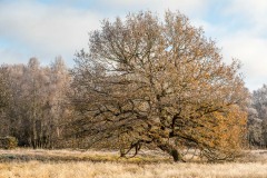 North Cliffe Wood, heath