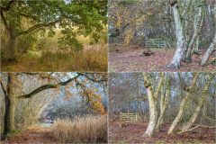 North Cliffe Wood