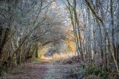 North Cliffe Wood