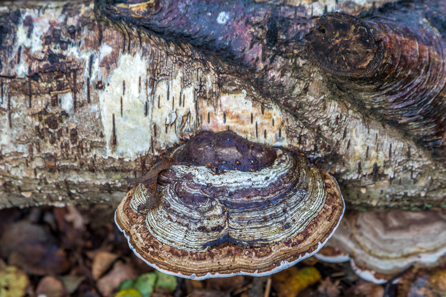 North Cliffe Wood, mushroom
