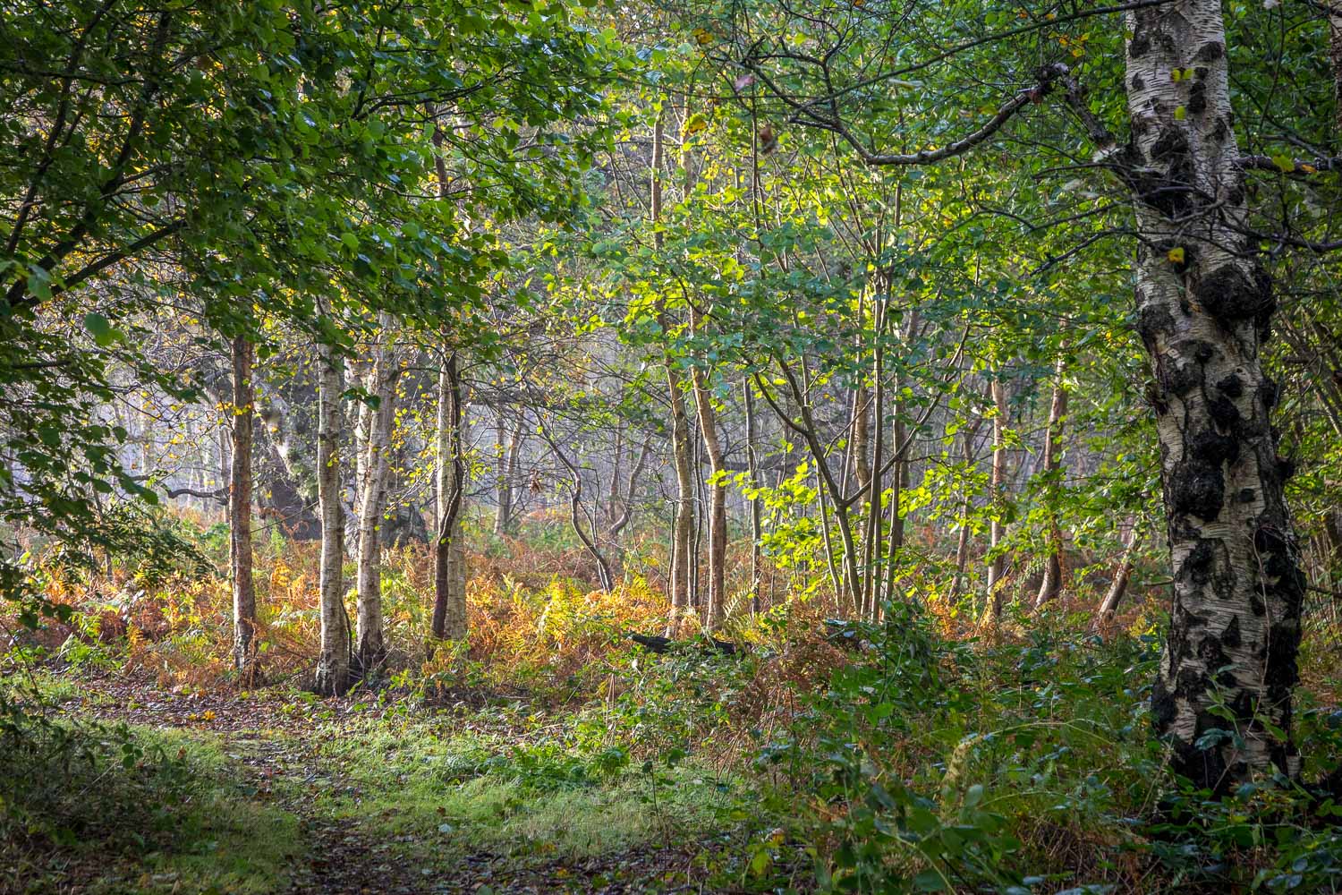 North Cliffe Wood, autumn