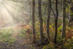 North Cliffe Wood