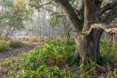 North Cliffe Wood