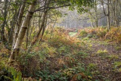 North Cliffe Wood
