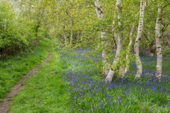 Northcliffe Wood bluebells