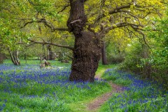 Northcliffe Wood bluebells