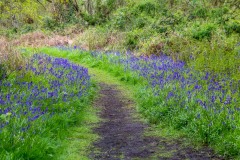 Northcliffe Wood bluebells