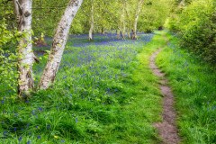 Northcliffe Wood bluebells