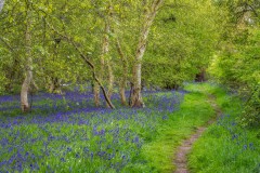 Northcliffe Wood bluebells