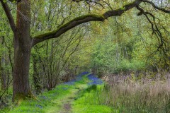 Northcliffe Wood bluebells