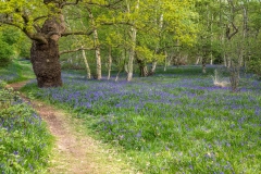 North Cliffe Wood, bluebells