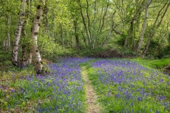 North Cliffe Wood, bluebells