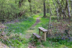 North Cliffe Wood, bluebells