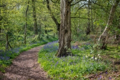 North Cliffe Wood, bluebells
