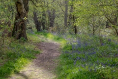 North Cliffe Wood, bluebells