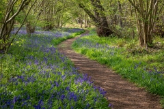 North Cliffe Wood, bluebells