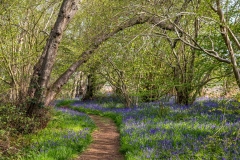 North Cliffe Wood, bluebells