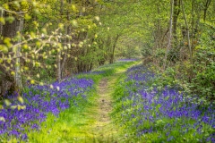 North Cliffe Wood, bluebells