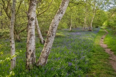 North Cliffe Wood, bluebells