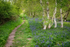 North Cliffe Wood