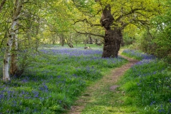 North Cliffe Wood, bluebells