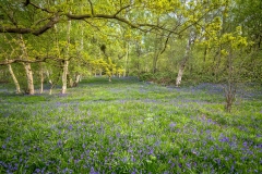 North Cliffe Wood, bluebells
