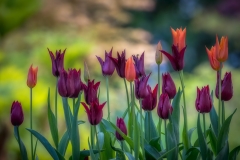 Tulip